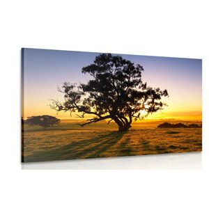 Obraz osamělý strom při západu slunce