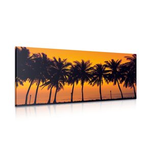Obraz západ slunce nad palmami