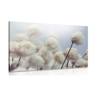 Obraz arktické květiny bavlny