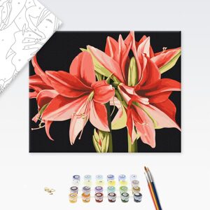 Malování podle čísel květiny Amaryllis