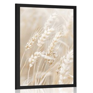 Plakát stébla pšenice
